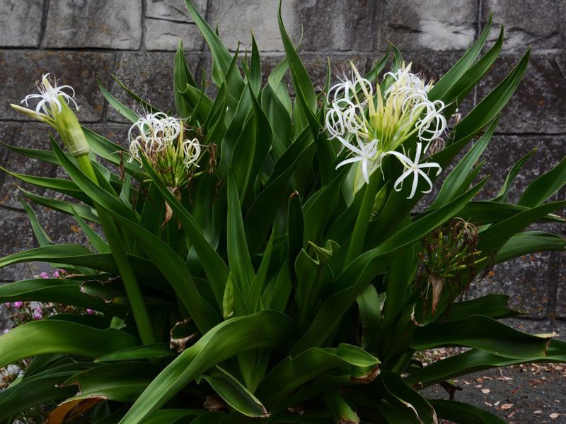 Crinum Lily