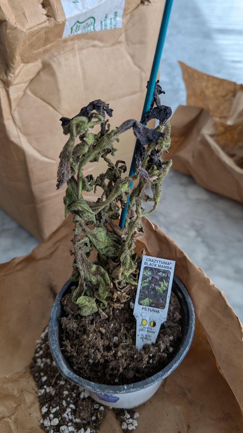 Soil That Dries Out Almost Instantly
