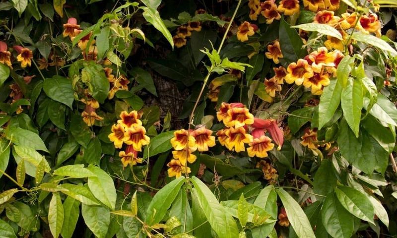 Crossvine