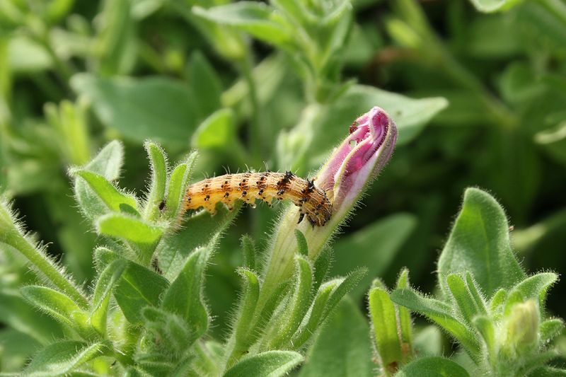 Ignoring Budworms and Aphids Chewing the Buds