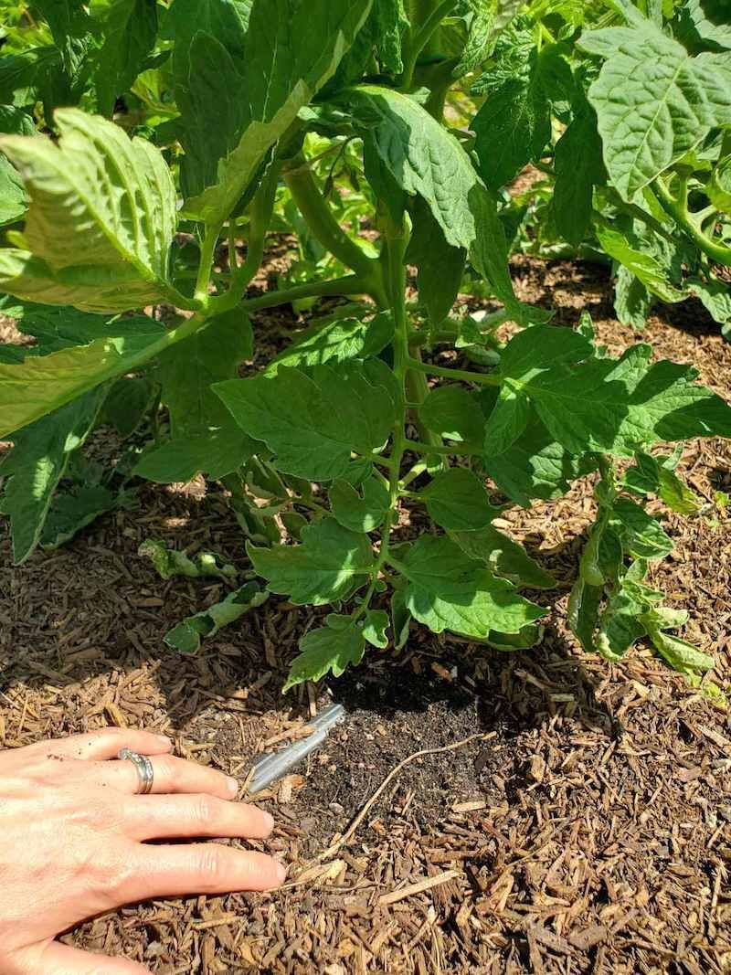 Letting Fruit Touch Bare Soil