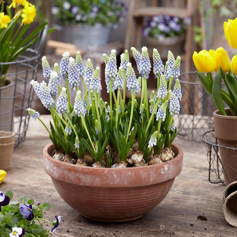 Galanthus and Grape Hyacinth Combo