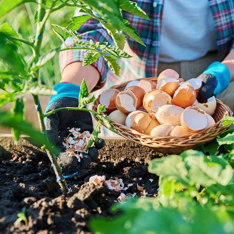 Crushed Eggshells