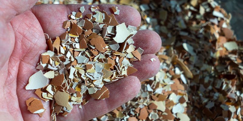 Crushed Eggshells