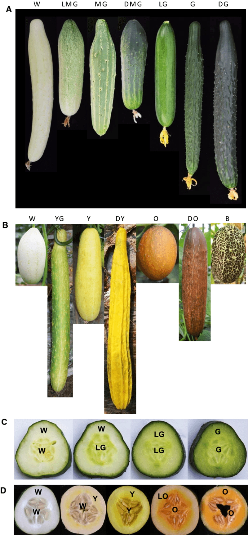 Cucurbitacins and genetics shape cucumber flavor