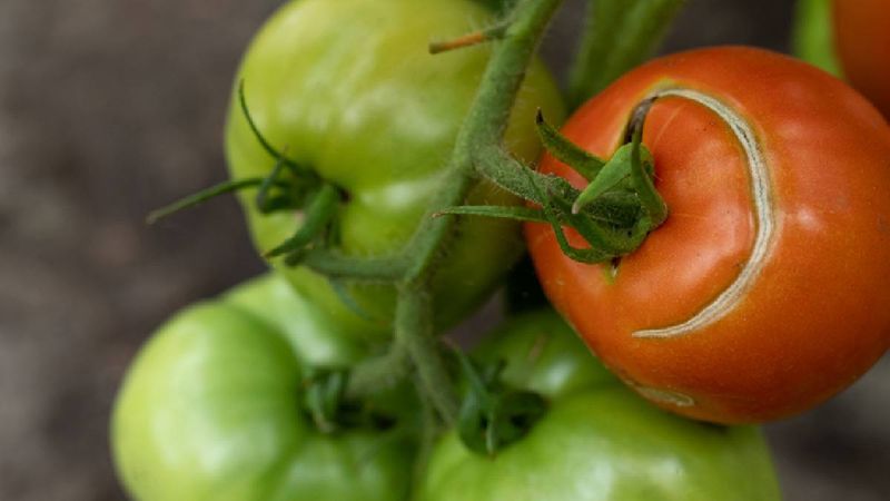 Cultivar and plant stress change the risk