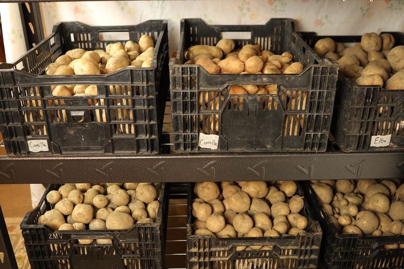 Store the cured crop in darkness and airflow