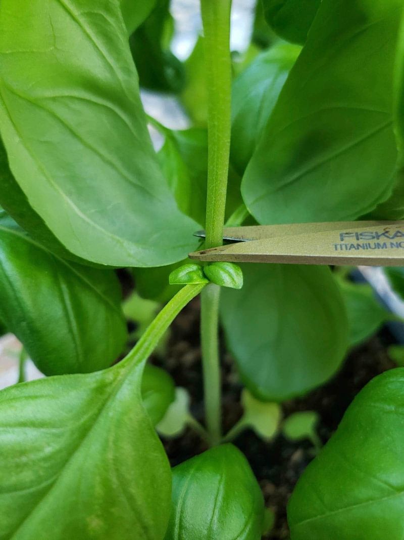 Cut just above a healthy leaf pair Cut just above a healthy leaf pair