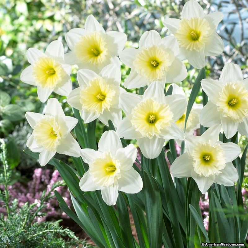 Daffodil Daffodil