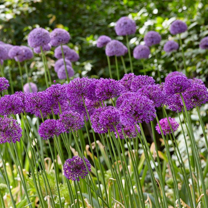 Alliums