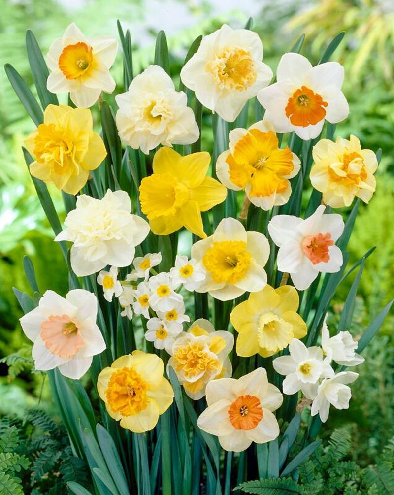 Daffodils Daffodils