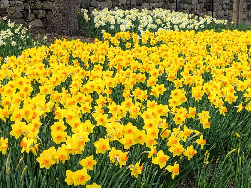 Daffodils
