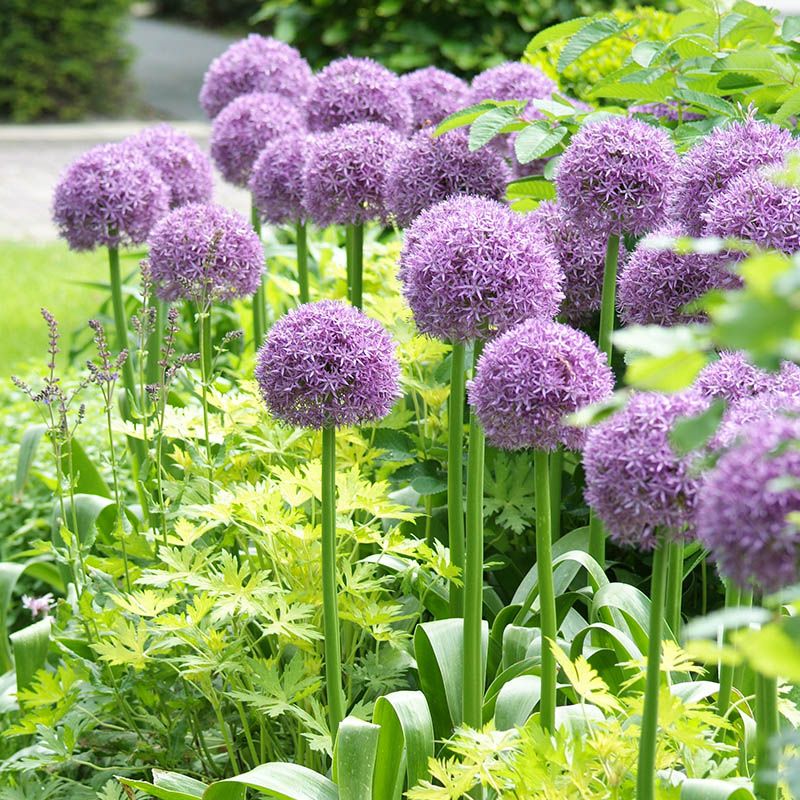 Alliums