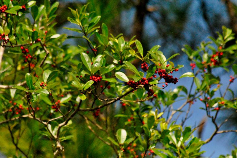 Dahoon Holly (Ilex cassine) Dahoon Holly (Ilex cassine)