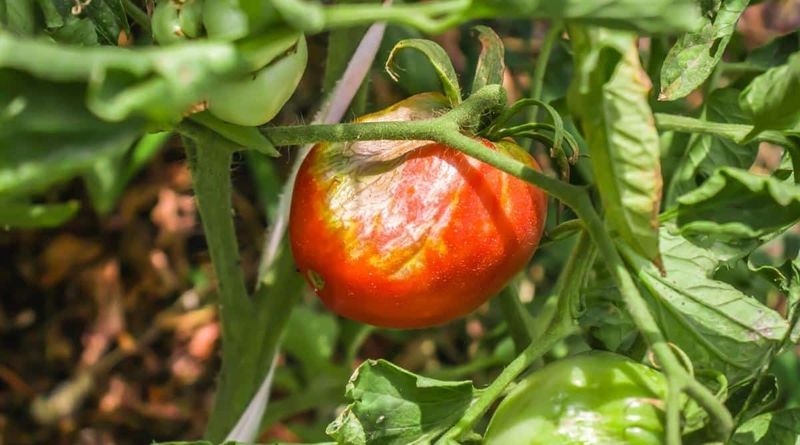 Damaged Fruit Will Not Heal, but the Crop Can Recover