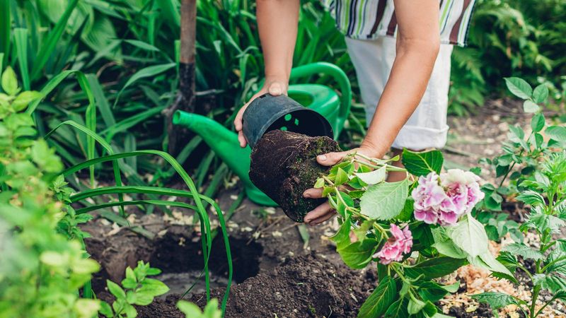 Damaging Roots During Transplanting
