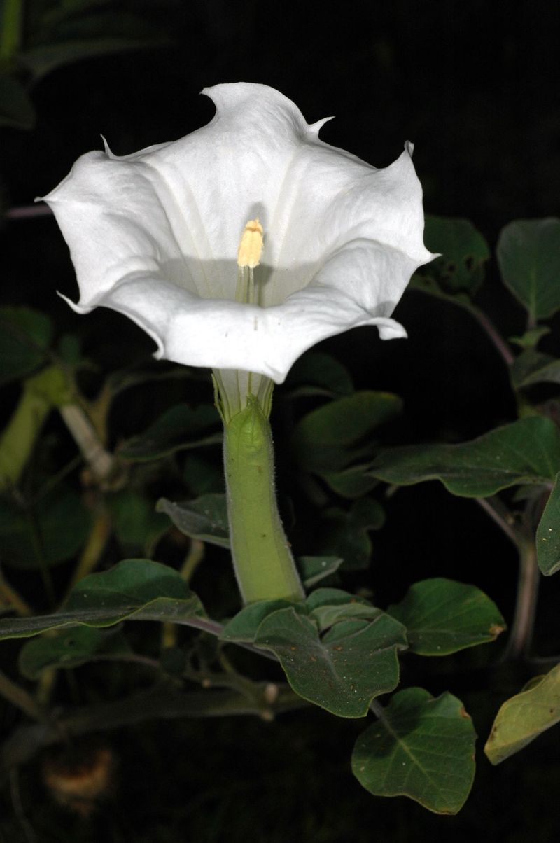 Datura (Datura wrightii) Datura (Datura wrightii)