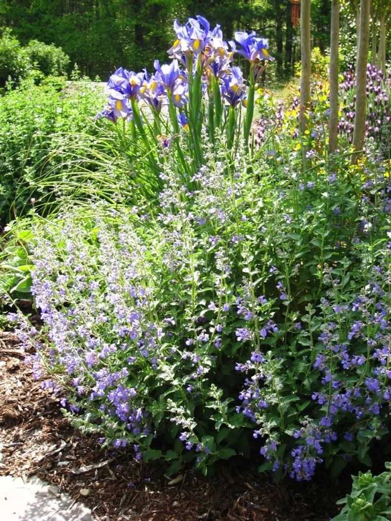 Catmint (Nepeta)