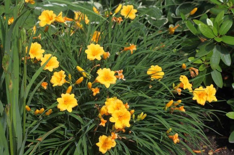 Daylily (Reblooming Types) Daylily (Reblooming Types)
