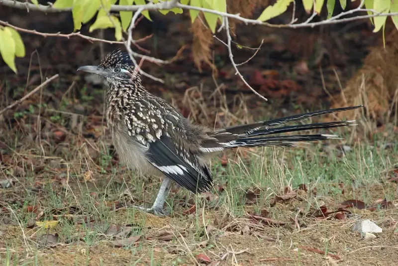 Build habitat with open ground and native Texas cover