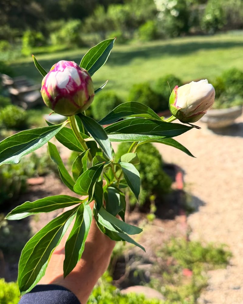 Cut Flowers at the Marshmallow Stage