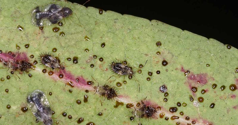 Spotting Pests and Stress Before They Steal Your Flowers