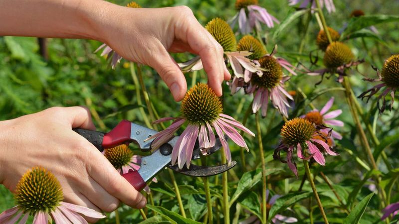 Deadheading is an option, not a coneflower rescue rule
