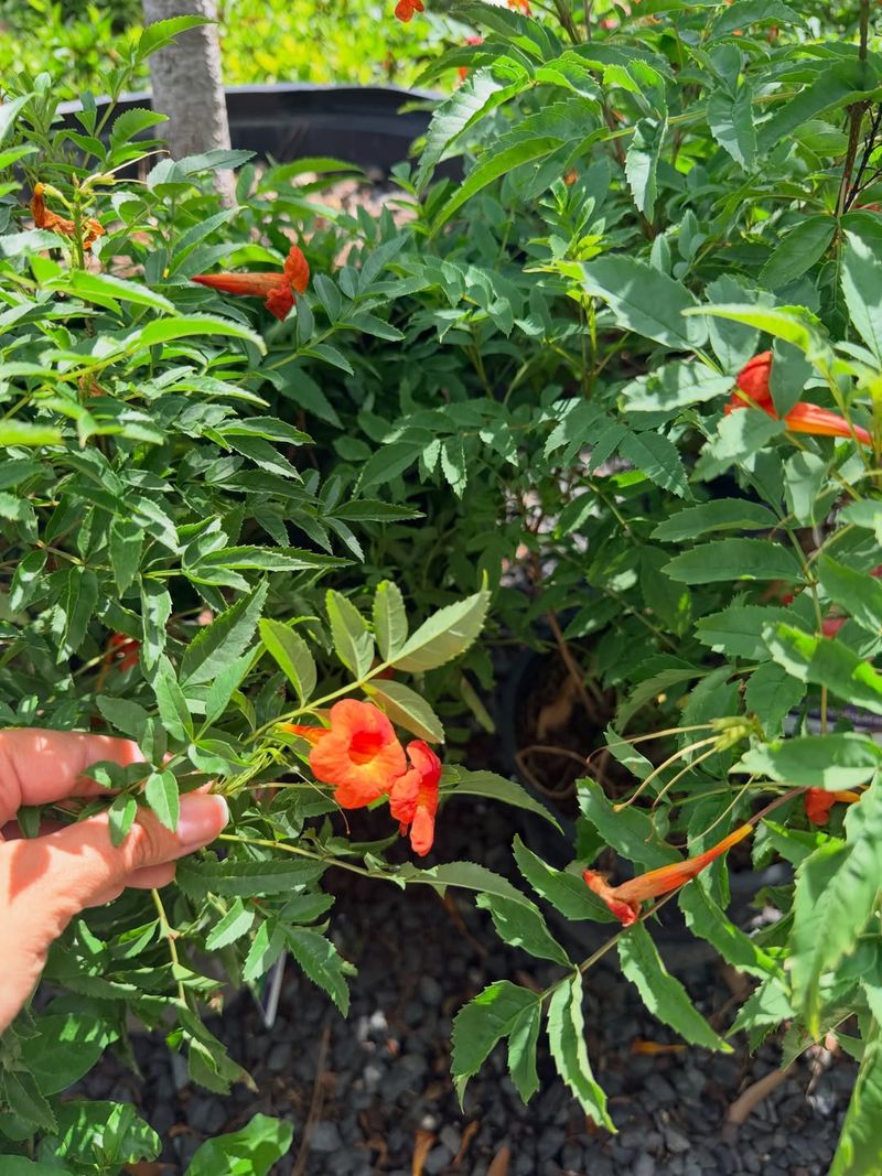Deadheading may support another flush