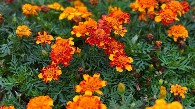Deadheading may support new blooms, but it is not a fast cure Deadheading may support new blooms, but it is not a fast cure