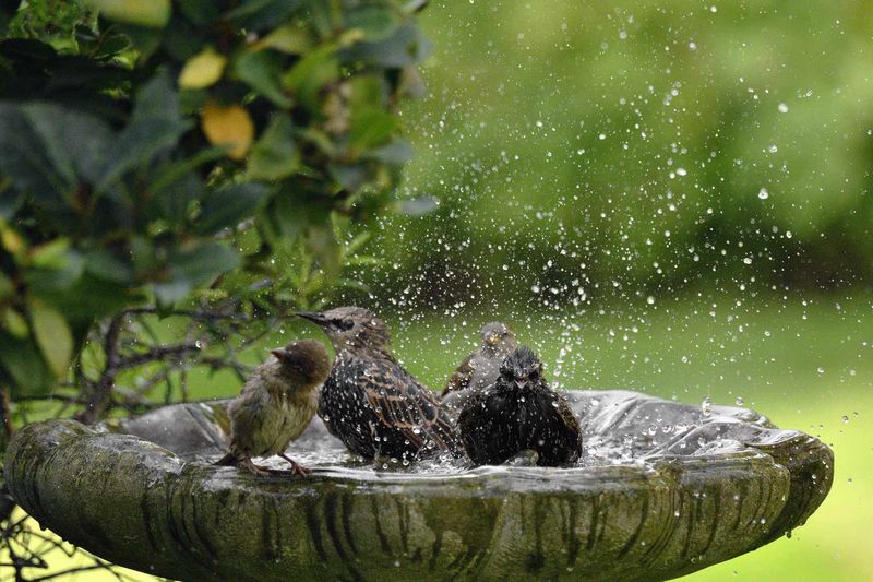 Decide whether a birdbath fits your risk tolerance
