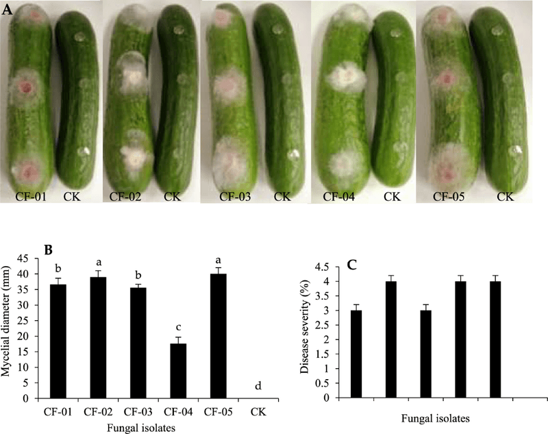 Decide whether the cucumber is cosmetic or unsafe Decide whether the cucumber is cosmetic or unsafe
