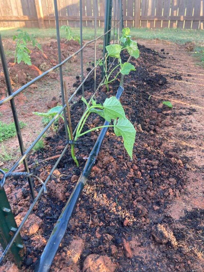 Deep root-zone watering can reduce the next sharp swing