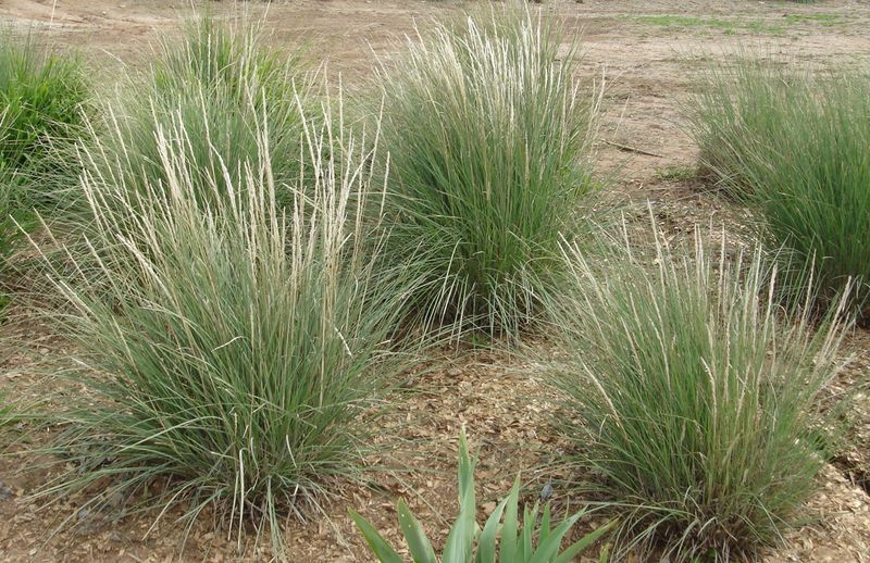 Deer Grass (Muhlenbergia rigens)