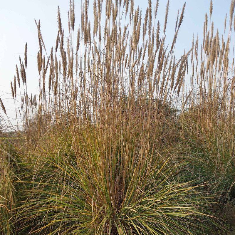 Deergrass (Muhlenbergia rigens)