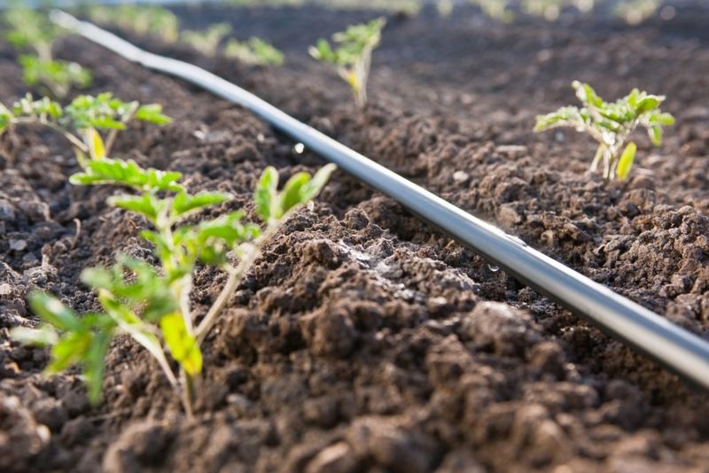 Deliver water slowly at the soil line Deliver water slowly at the soil line