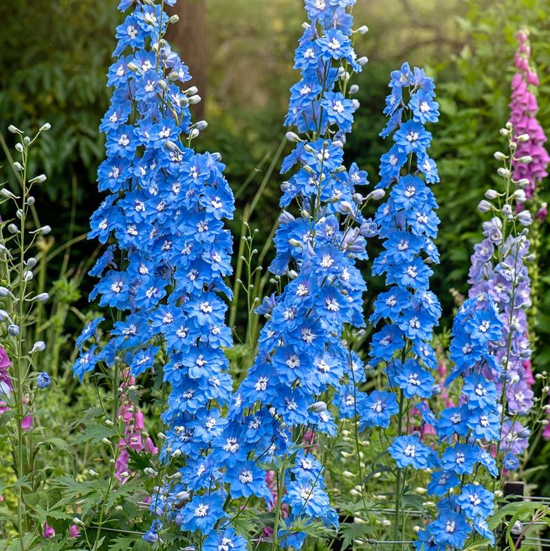 Delphinium Delphinium
