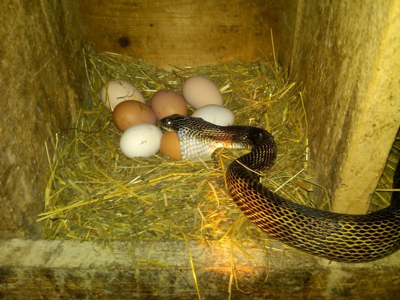 Disturbed or Missing Bird Eggs and Nests