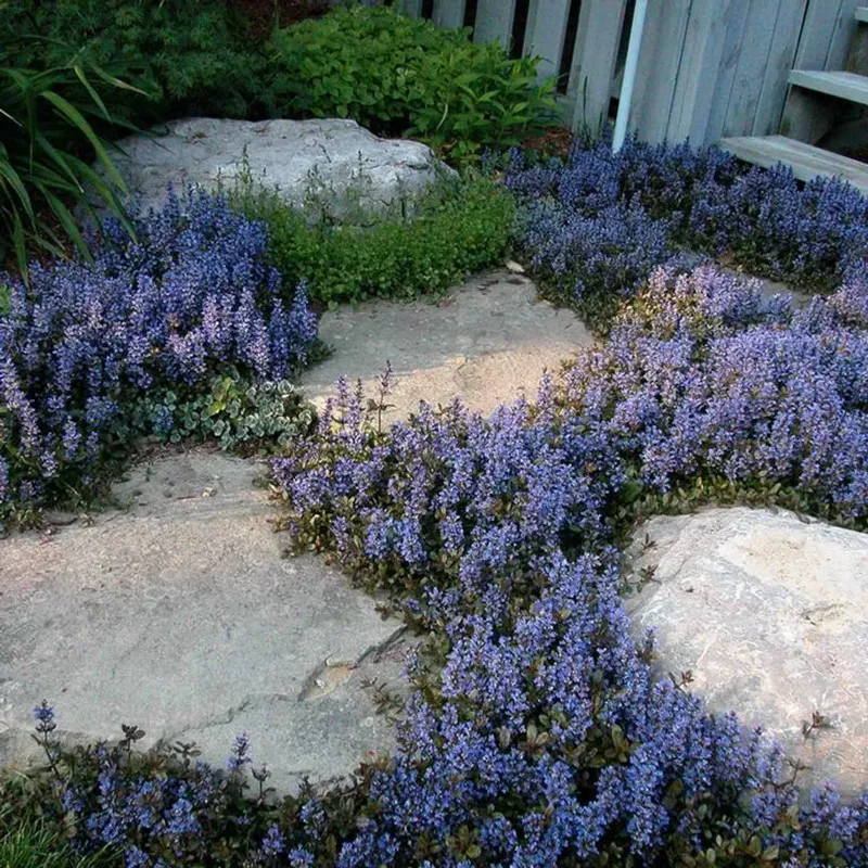 Dense foliage reduces weed pressure after the bed fills in Dense foliage reduces weed pressure after the bed fills in