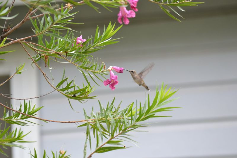 Desert Willow (Chilopsis linearis)