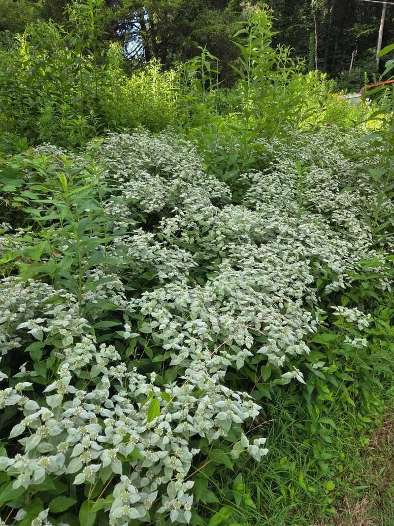 Design the border around mountain mint’s real needs