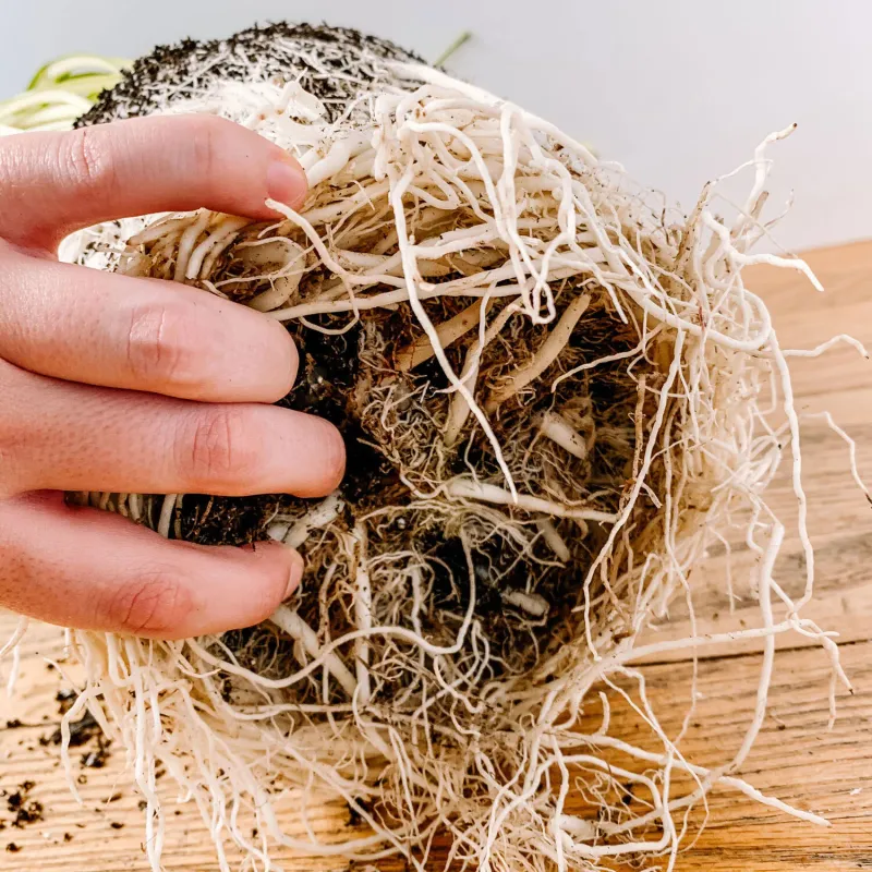 Give Roots Room With Timely Repotting