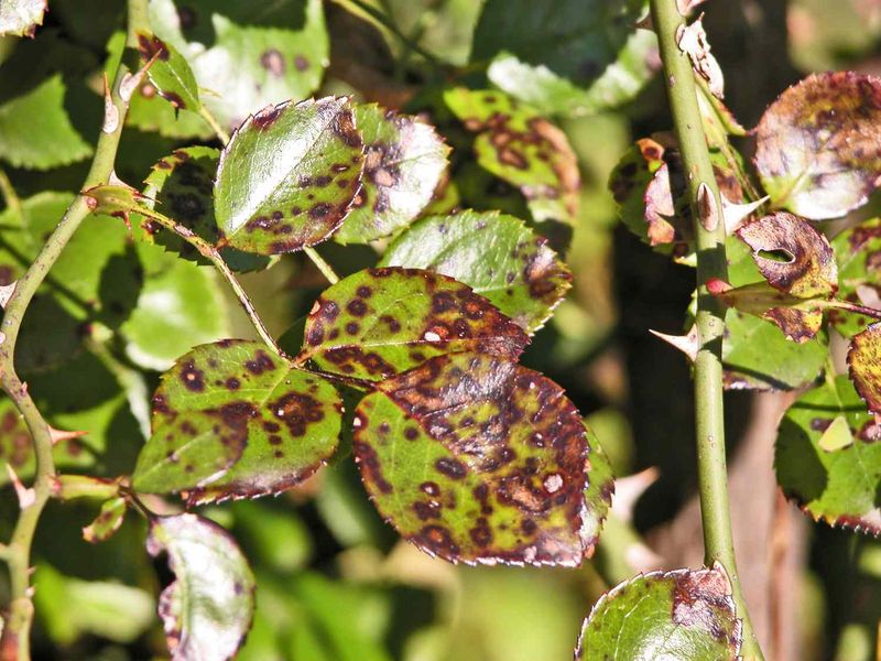 Diagnose brown or black foliage before treating it