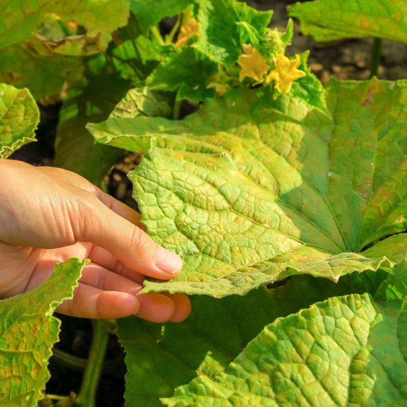 Diagnose cucumber problems instead of adding more remedies Diagnose cucumber problems instead of adding more remedies
