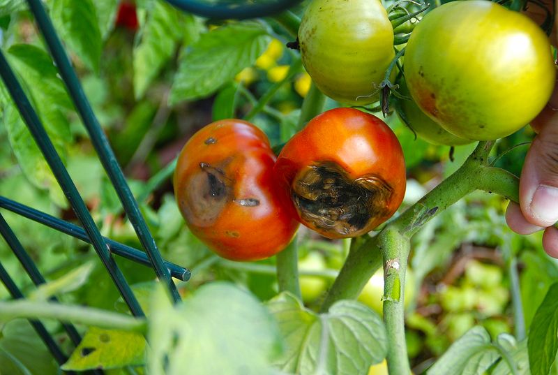 Diagnose symptoms before adding more water