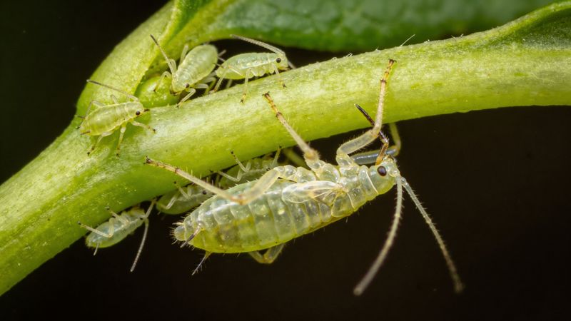 Diagnose the plant problem before treating