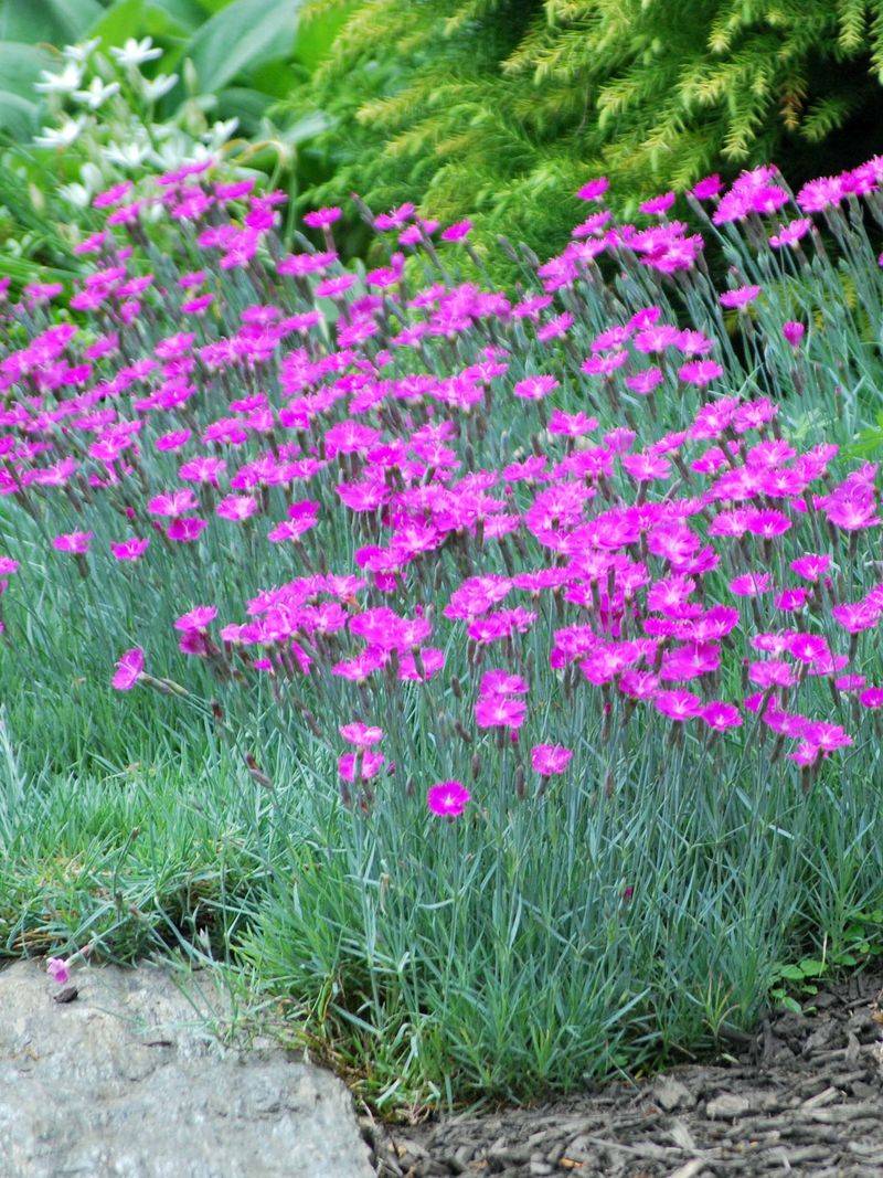 Dianthus (Pinks) Dianthus (Pinks)