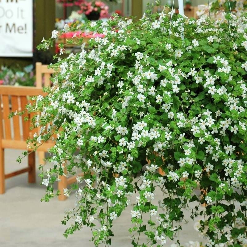 Bacopa