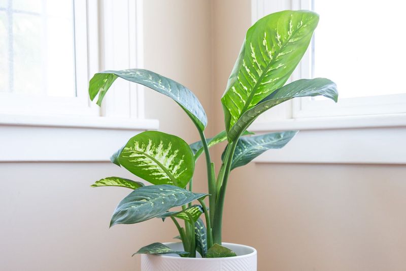 Dieffenbachia swapped for wild coffee