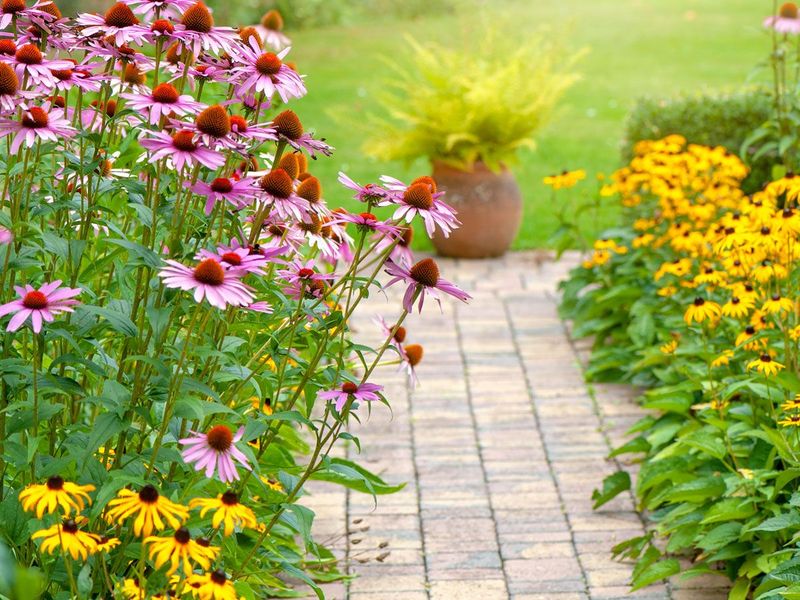 A Sunny Well-Drained Border Bed