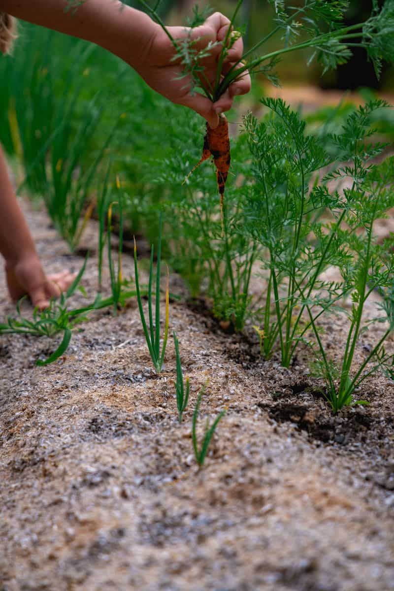 Direct-sow, thin, and protect early root growth Direct-sow, thin, and protect early root growth